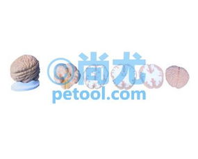 國(guó)產(chǎn)腦水平切模型00209033 尚尤提供詳實(shí)圖文資料與專(zhuān)業(yè)咨詢(xún)
